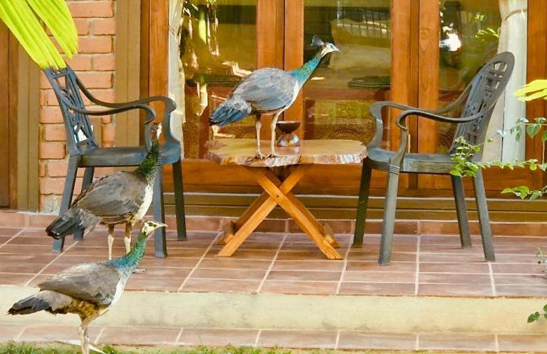 Millet'S Food Company And Cooking Center Hotel Negombo Luaran gambar